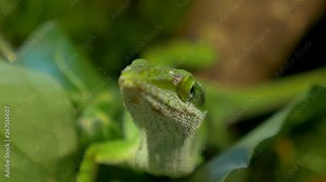 macro view!! beautiful green male anole lizard in its natural habitat !!