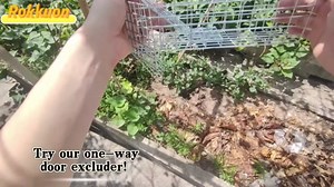 One Way Squirrel Door Excluder, Humane Squirrel Trap, Rodents Excluder, for attic roof, Includes Full Installation Kit with Screws, Pressure Plate, Cable tie & Copper mesh, One Way Traps