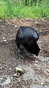 57 reactions | His reaction was funny.  Shellless snails are: - distasteful - they freeze without a house, so they need to be covered - You can't look at them because they are naked | Echo the Raven | Facebook