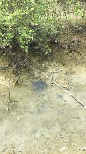 Dua kali baru kena #fyp #fishing #skiils | Nor Khamed