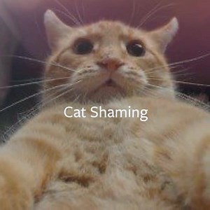 We’re in the business of Supplying your favorite furry friends with a healthy dose of shaming. | Cat Shaming