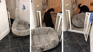 1.6K views · 24 reactions | Just a mischievous dog trying to move his bed... Does your dog do this? ❤️ | Storytrender | Facebook