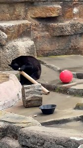 You can probably relate to the fascination some animals, no matter their size, have with cardboard - whether they’re cardboard boxes or, in this case, cardboard tubes! A shout out to Home Depot for the recent donation of giant cardboard tubes! As you can see, they were a big hit with our wolverine, jaguar and black bear! | San Francisco Zoo