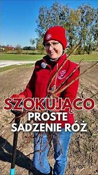 How to properly plant a bare-root rose in autumn 🌿✨️