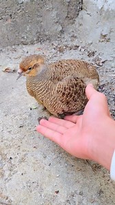 Mother saving chicks || #greypartridge #greyfrancolin | Birds Lover 2