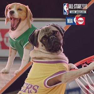 1.1M views · 10K reactions | These dogs got game. Do you? Watch 2018 NBA All-Star on TNT Feb. 16–18. | BuzzFeed Video | Facebook