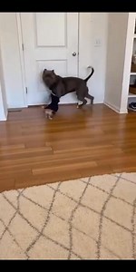 Chihuahua black masks � Paitbul reaction �#ChihuahuaPrank #PitbullReaction #FunnyDogs #DogComedy #PetPranks #MirrorPrank #ViralDogs #DogReels #DogShorts #PetTok #DogTok | Chihuahua Funny