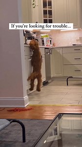 DoodleTales on Instagram: "Happy #SaturdayShenanigans from DoodleTales featuring Murray, an Australian Labradoodle, living in New York City! See more content of this fluffy doodle duo at @milliethecitydood! • • • • • #ilovemydog #dogsarefamily #dood #doodle #doodlepuppy #poodlemix #mixedbreed #dogstagram #mydood #doodlesofinstagram #goldendoodle #goldendoodlepuppylove #minigoldendoodle #groodle #australianlabradoodle #doubledoodle #labradoodle #bernedoodle #cockapoo #shihpoo #maltipoo #schnoodle