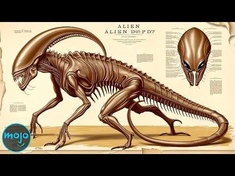 The Anatomy of Xenomorphs EXPLAINED