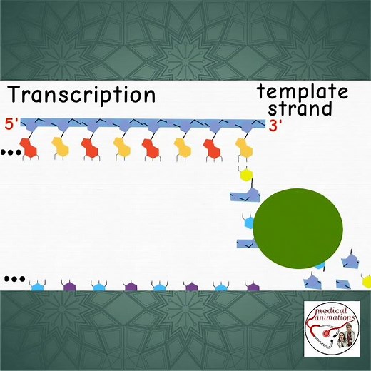 📜 mRNA TRANSCRIPTION IN NUCLEUS | ANIMATION | #shorts #medicine #biology