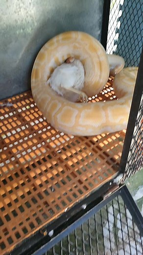 2.6K views · 43 reactions | #burmese #python #3yearsold #reelsfb #darwiniovlog #reelsvideo #reelsviral #snake #reels #lucky | Darwinio VLOG | Facebook