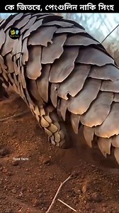 391K views · 4.6K reactions | Who will win, the Pangolin or the lion? Tiger Pangolin Attacked By Hyena And Lion Lion is trying to attack pangolin nature wildlife scene lion hunting a pangolins pangolin attack who out there loves pangolins #pangolin​ #lion​ #shorts​ #wilflife #animals | Roza Facts | Facebook