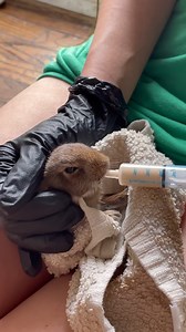Man Saves A Baby Bunny Abandoned On The Road #animalworld #rescueanimal | Thrift City