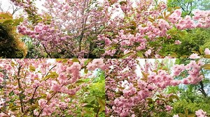 Japanese Flowering Cherry, National Flower of Japan. Japanese Cherry Blossom, Sakura, East Asian Cherry, Prunus Serrulata, Spring Day In Garden. Ornamental Cherry Blossom . Montage Video