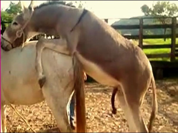 Donkey Fuck