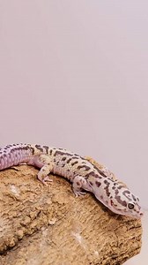 A leopard gecko moves across a textured rock under soft lighting, showcasing its unique patterns and natural behavior