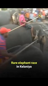 17K views · 156 reactions | யானை சவாரி ❤️ | LANKA TODAY | Facebook