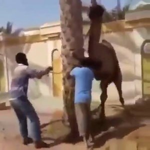 Viral Video: LOL, Never back a camel to a corner... | Pulse Nigeria