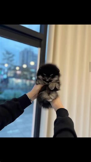 Conoce a Bentley, el encantador Pomeraniano negro y canela