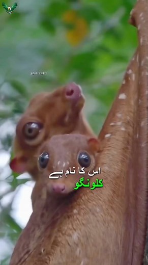 202K views · 2.7K reactions | Colugo | Most Rare Animal #animals #colugo #zainsheikh #foryou #facts #rareanimals | Zain Sheikh | Facebook