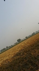 Hawk searching feed #birdhunting #birdwatching #birdphotography #birding #bowhunting #duckhunting #fishing #gamebird #gamebirdhunting #hunt #hunting #outfitters #outdoors #wildlife | Bird Hunting