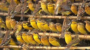 它曾经比麻雀还要多，却险些被吃到物种灭绝，如今已经难觅踪迹