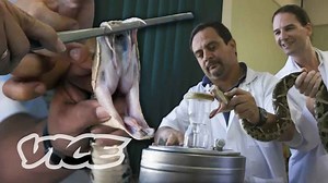 Inside the lab fighting to save lives from snake venom