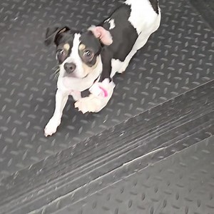 19K views · 715 reactions | Lisa❤️ There has to be someone w a loving home that misses having a dog...that would love waking up to this face every day! Don't miss out on this lil lady! Submit your application and watch your email for Wags communication. Have a question and want to stop in? We are open 10am-3pm on Sunday! w2wrescue.com Have an recent application on file? Email us at w2wadoptions@gmail.com | Wags 2 Wishes Animal Rescue | Facebook