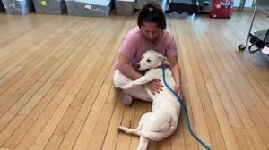 1.3K views · 68 reactions | Meet Donna #A2176619, our KTLA 5 News #petoftheweek today during the one o'clock hour! Donna is a very sweet 1-year-old pup that loves people and has done well with other dogs in playgroups! She knows her sit command and is a staff and volunteer favorite. Adopt or foster Donna from our East Valley Center today after 3PM! #lacitypets #adopt #foster #dogsofLA #dogs #losangeles | LA Animal Services | Facebook