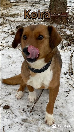 Mikä näistä eläimistä on söpöin?