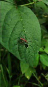 Creative Mobile Photography | Tips & Tricks Using PRO Mode Phone Camera📸