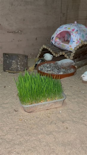 Wheat fodder mini field! Gave the quail some sprouted wheat seeds to keep them entertained for the next few days! * Hidey bed gifted by @kavee_pets #quail #quails #quailofinstagram #birb #birbstagram #quailegg #quaileggs #quailchick #quailchicks #cutequail #quailforever #buttonquail #cute #adorable #Wachtel #Wachtelmama #quailslove #breedingquail #life #happy #busy #chicks #cuteanimals #beauty #beautiful #tiny #small #perfect #mypet #growyourown | Eggs and Fluff