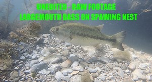 This is an unedited video of a largemouth bass on its spawning bed/nest. It occasionally chases away baitfish and sometimes the larger female comes into frame. The male largemouth will stay on the nest to protect the fertilized eggs (and fry once hatched) from predators. #fishing #bassfishingfacts #largemouthbass | Bass Fishing Facts