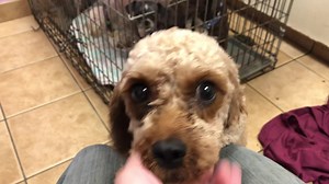 7.2K views · 159 reactions | As you can see, our sweet cavapoo?...