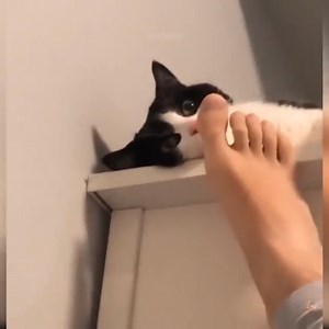 15K views · 139 reactions | FUNNIEST and CUTEST CAT VİDEOS  2021 #Cats #CuteCats #FunnyCats Join my group :  We Love Cats ☑️  . Thank you so much ❤ | Cats Animal | Facebook