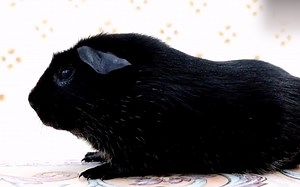 这种动物在国外让人咬牙切齿，在我国却被视为“强身珍品”