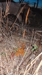 Diarrhea Urgent explosion