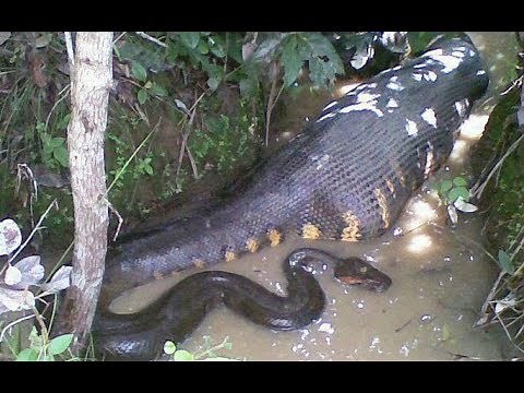 GIANT Anaconda kills Elephant!!!!
