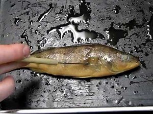 Bony Fish (Perch) Anatomy ( Video ) | Biology