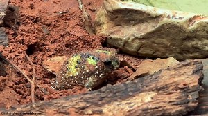 1.1K views · 266 reactions | Grumpy Golfball Friend (Crucifix Frog) would normally be burrowed underground but kindly came out to say hello today! Zoos Victoria | Stickyfrogs | Facebook