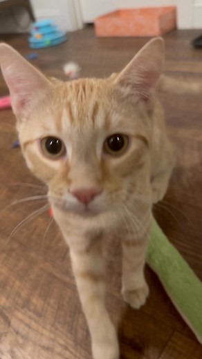 ADOPTED! Birmingham, Alabama and surrounding areas. The sweetheart is for Adoption! #adoptme #birminghamalabama #rescuecats #orangecat | Another Chance Dog Rescue