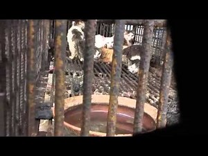 SanHua （2011）_An Ai Weiwei film_ revealing the Chinese Cruel Cat meat industry Chain