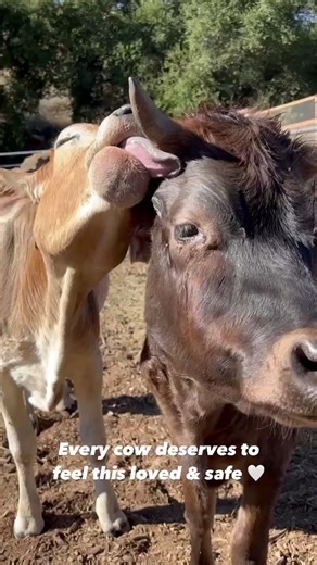 46K views · 1.8K reactions | Cows are sweet, gentle animals—they aren't steaks, leather jackets, or milk-making machines. Appreciate them for who they are, not what we can steal from them. | PETA (People for the Ethical Treatment of Animals) | Facebook