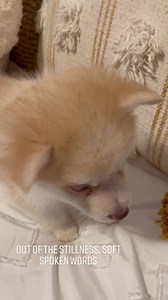 Saludos 🥰 #cutepuppypics #siberianhuskies #siberianhusky #huskypuppy #huskylife #cuteanimals #puppylove #doglover #appleiphone #siberianhuskypuppy #puppylove #cutestpuppyever #huskies #funnypuppyvideos | Miniature Siberian Huskies!