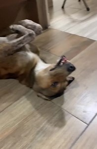 This puppy came af3ct0 of his jaw outside my house 😞🐶 | Ray vines