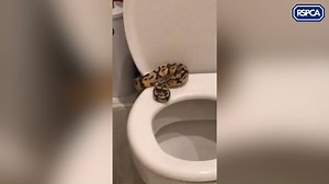 16K views · 201 reactions | Thissssss cheeky royal python was ironically found on the throne  by Coronation Ssstreet ssstar Harry Visinoni whilst brushing his teeth! Ssssstunned by what he had seen, he gave us a call and we were pleased to help rescue the danger noodle from behind the radiator! Read more: https://bit.ly/2XLlh4J | RSPCA (England & Wales) | Facebook