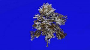 Baixar árvore animação - Lacebark olmo - chinês olmo - ulmo parvifolia - verde tela croma chave - grande 1b - inverno neve gratuitamente
