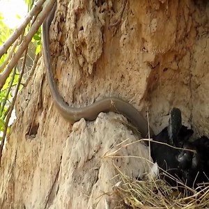 679K views · 3.9K reactions | 42 Snake Attack Birds In Nest Wildlife War | Animal Top | Facebook