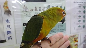 #E Sun Conure – Sc Suap #M Conure Matahari - Handfeed #C 太阳锥尾鹦鹉 - 太阳鹦鹉手养 1. English Please ⬇️Scroll Down⬇️ 2. BM 📲Tatal ke Bawah Halaman 💻 3. 🌐华语🌐请点击📥往下📱查询 📩 #E Details #ForAllPetLovers - With LICENSE & RING Number - Baby Handfeeding / Young / Adult / Pair * The Sun Conure is noted for its loud squawking compared to its relatively small size. The bird is capable of mimicking humans but not as well as some larger parrots. This being said, there are some amongst them that are very capable t