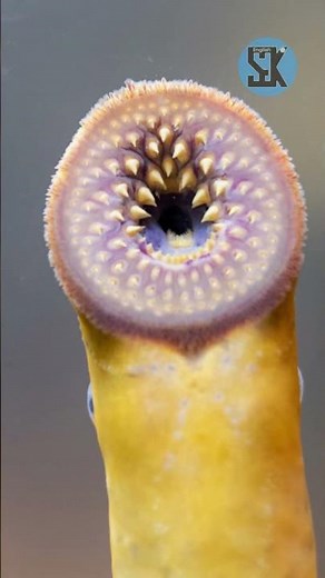 Lampreys: Ancient Jawless Fish with Unique Characteristics and Ecological Impact | SGK English